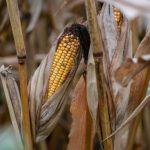 What Is ASTEROID Crypto and Why Did Elon Musk’s Reply Send It Up 68,000%